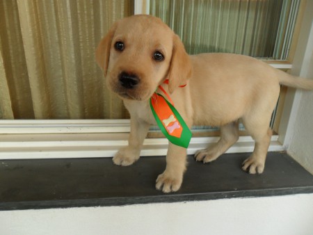 JÁ VENDIDO FILHOTE DE LABRADOR MACHO 04 - COR CARAMELO